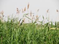 Кириківка з panoramio.com