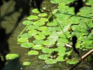 Суськ з panoramio.com