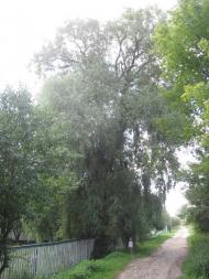 Дітинець з panoramio.com