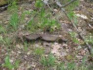 Рижів з panoramio.com