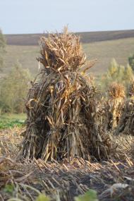 Травневе з panoramio.com