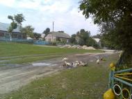 Травневе з panoramio.com