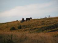 Rypen - Latest photos