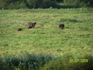 Зборів з panoramio.com