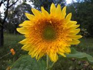 Оленівка з panoramio.com