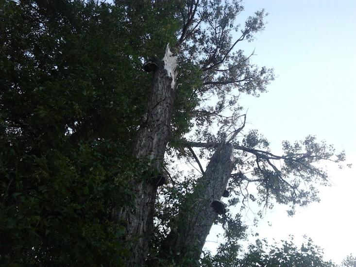 Межиріч з panoramio.com - Межирич