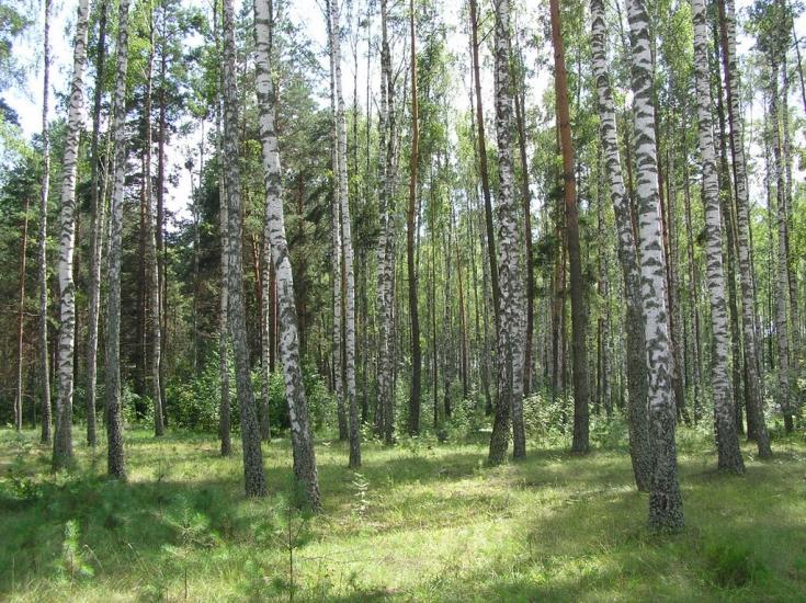 Горщик з panoramio.com - Горщик