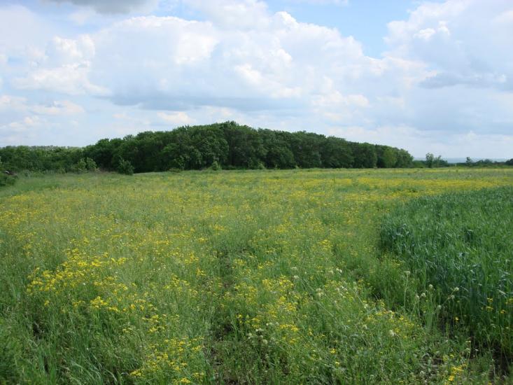 Оріхове з panoramio.com - Оріхове