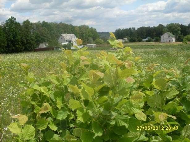 Велика Мотовилівка з panoramio.com - Velyka Motovylivka