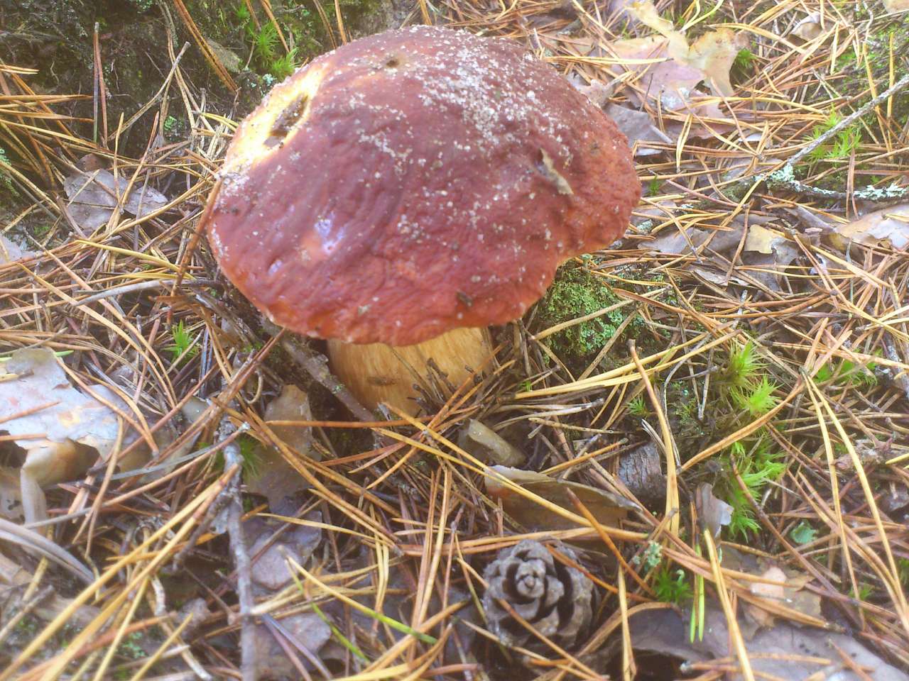 Грибной год - Тхорин