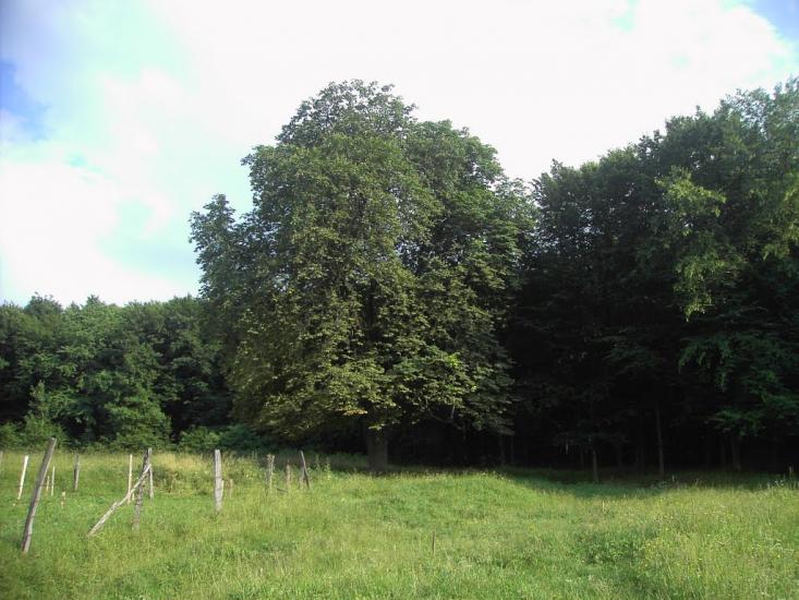Горошівці з panoramio.com - Горошовцы
