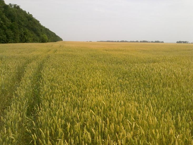 Заїзд з panoramio.com - Заїзд