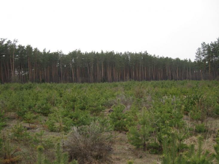 Ясногородка з panoramio.com - Ясногородка