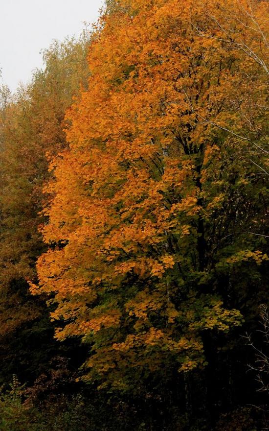 Димер з panoramio.com - Dymer