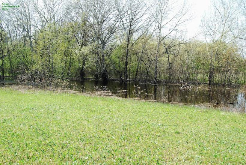 Плавні з panoramio.com - Плавни