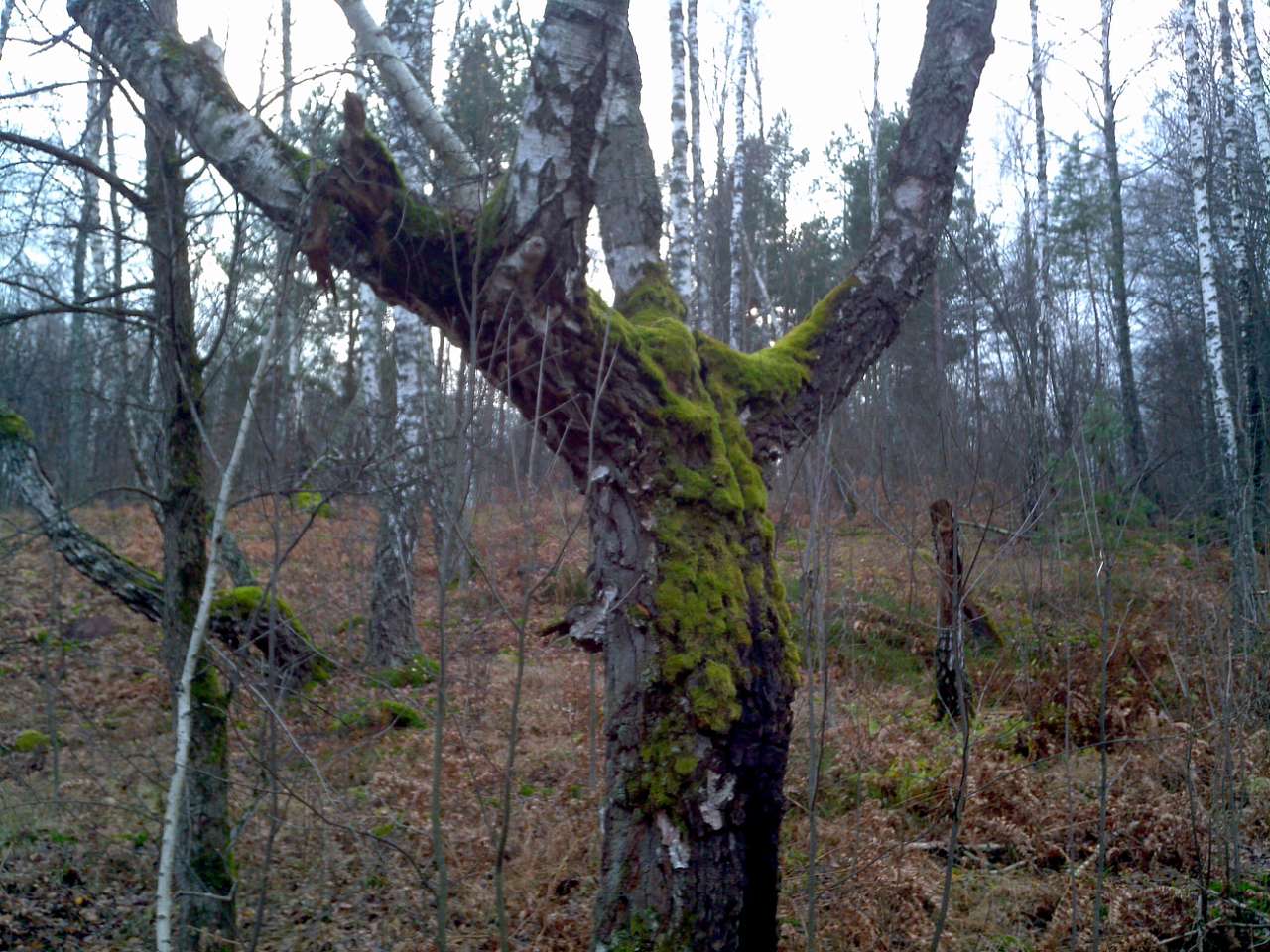 Городище - Городец