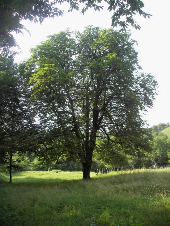Горошівці з panoramio.com - Горошовцы