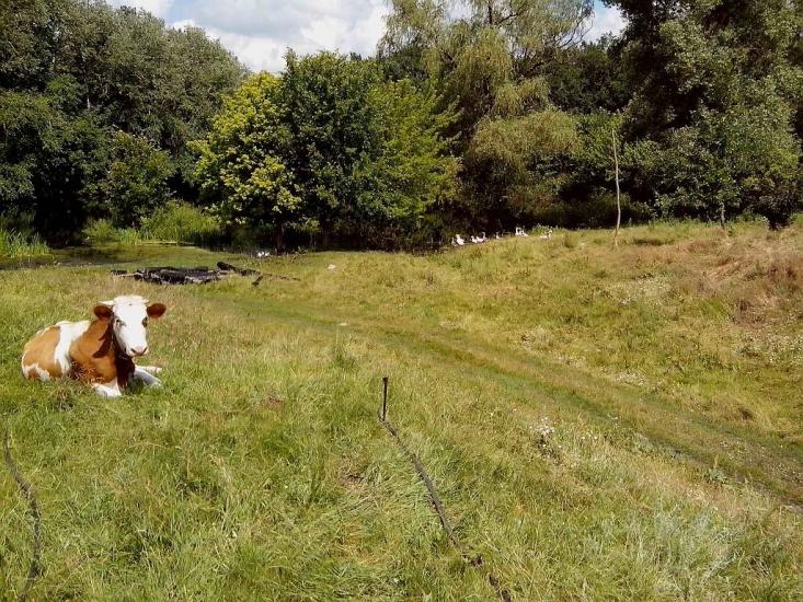 Хорішки з panoramio.com - Хорішки