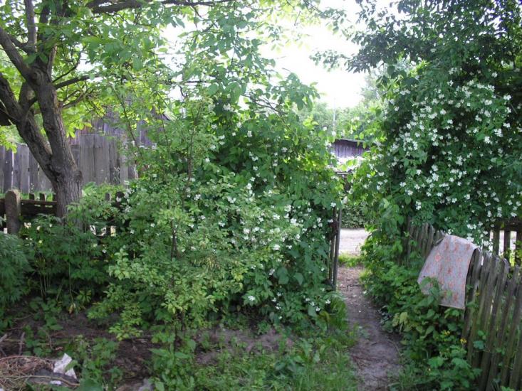 Рихальське з panoramio.com - Рыхальское