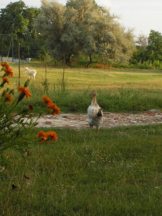 Карапиші з panoramio.com - Карапыши