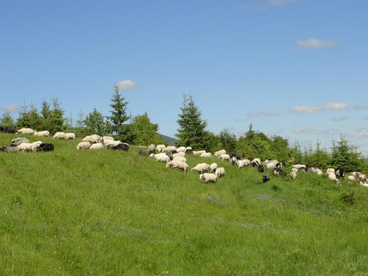 Торунь з panoramio.com - Торунь