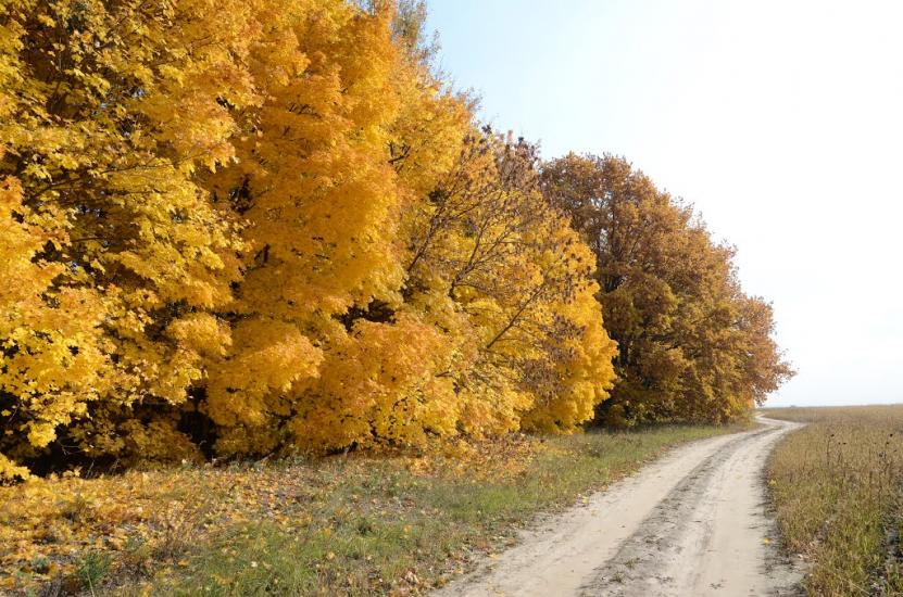 Нові Безрадичі з panoramio.com - Новые Безрадичи