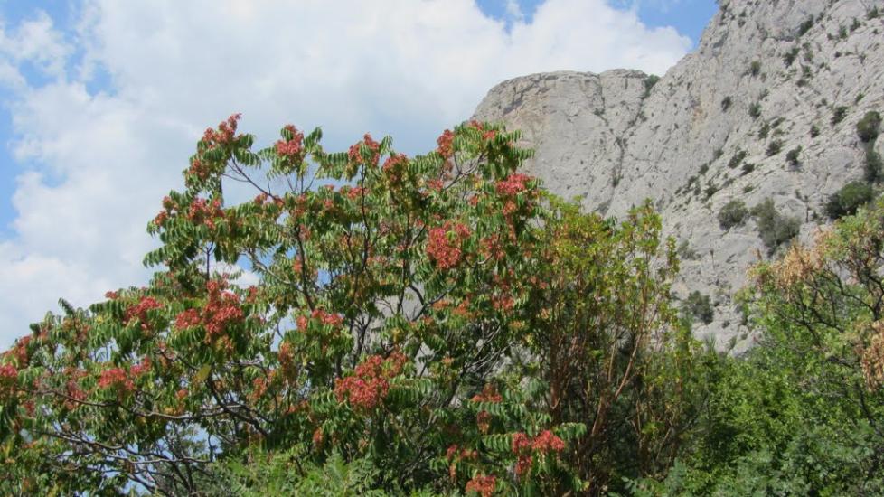 Санаторне з panoramio.com - Санаторне