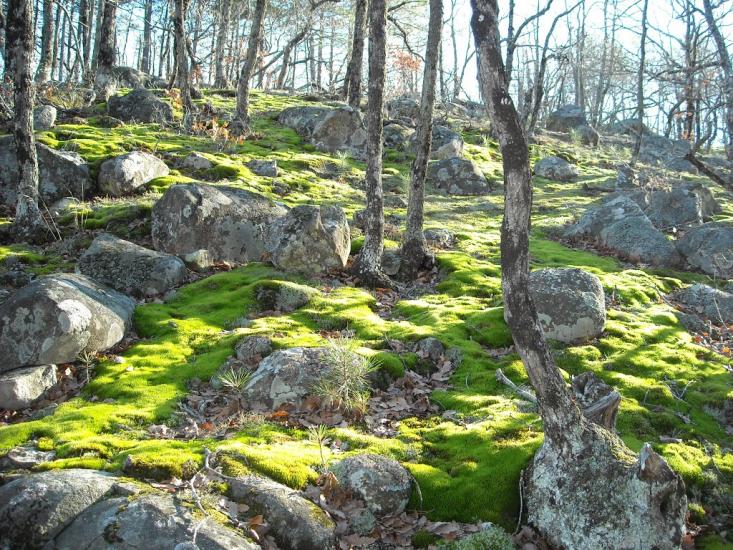 Виноградний з panoramio.com - Виноградний