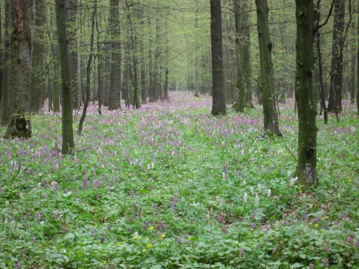 Гранів з panoramio.com - Гранів