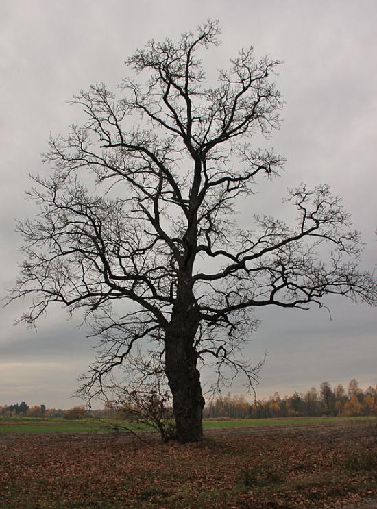 Гута-Боровенська з panoramio.com - Гута-Боровенська