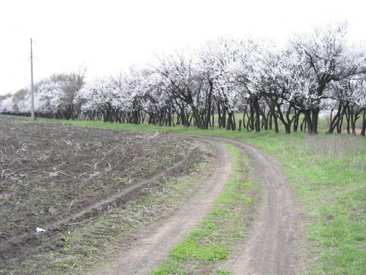 Новогродівка з panoramio.com - Новогродовка