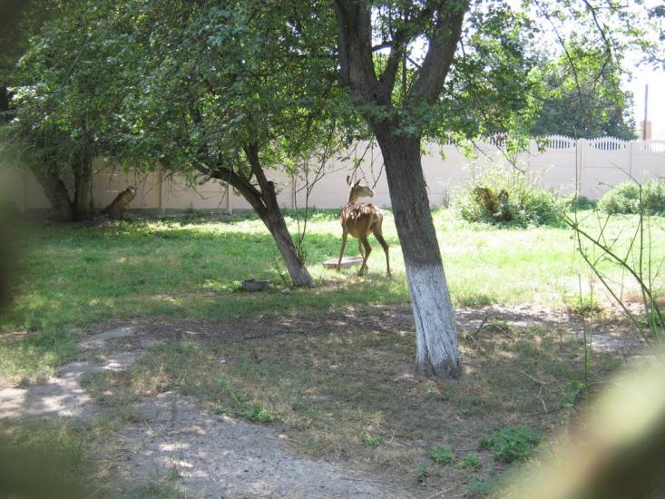 Мена з panoramio.com - Мена