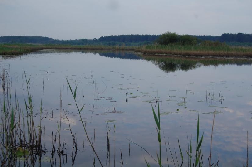 Куликовичі з panoramio.com - Kulykovychi