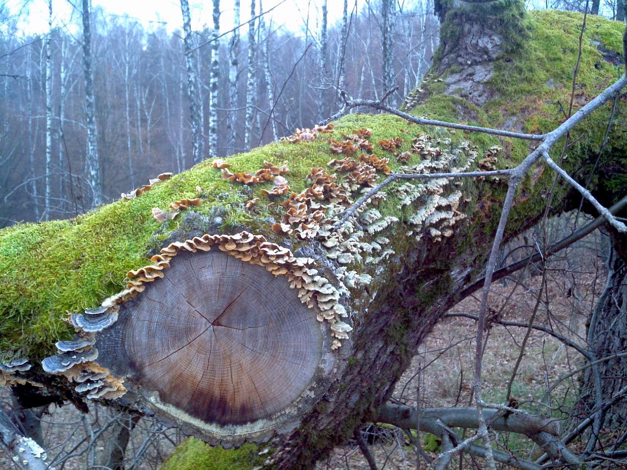 Городище - Городец