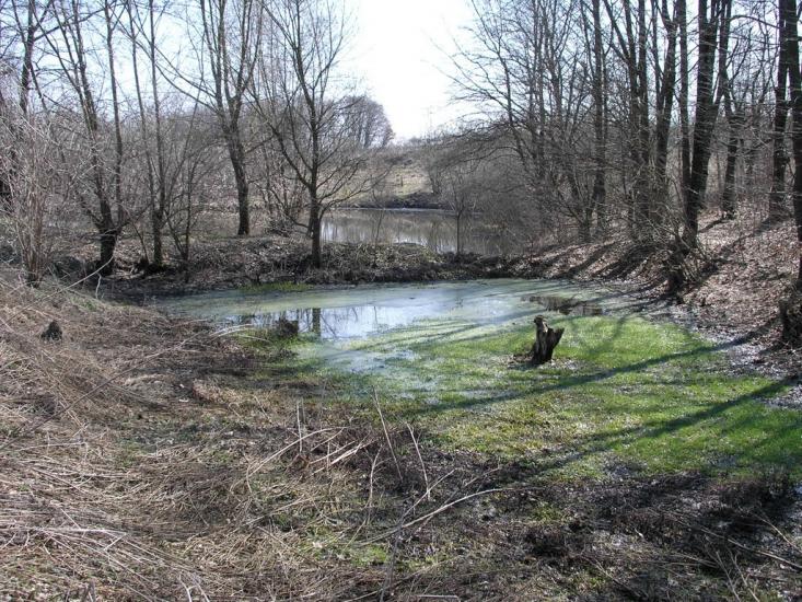 Зарванці з panoramio.com - Зарванцы