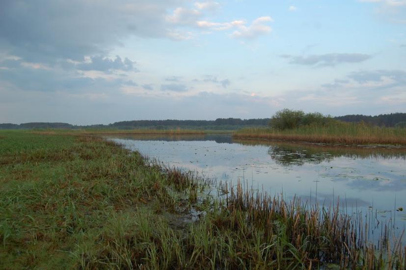 Куликовичі з panoramio.com - Kulykovychi