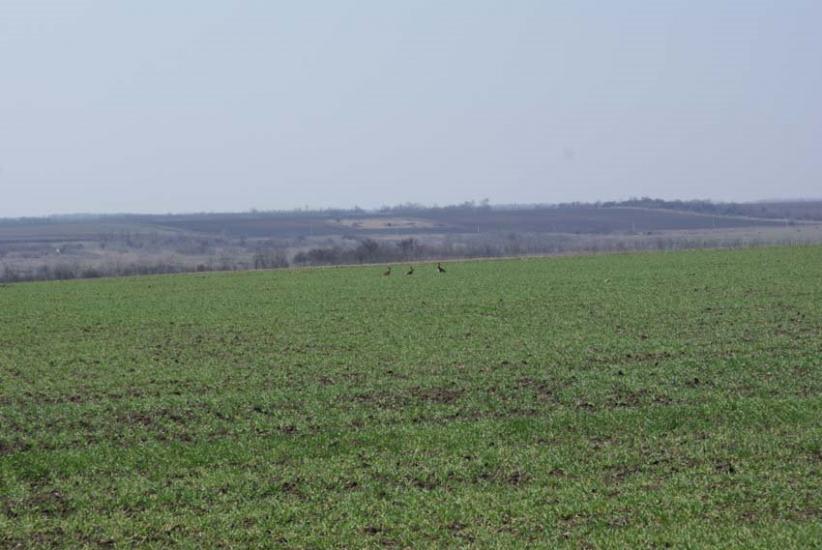 Інгульське з panoramio.com - Інгульське