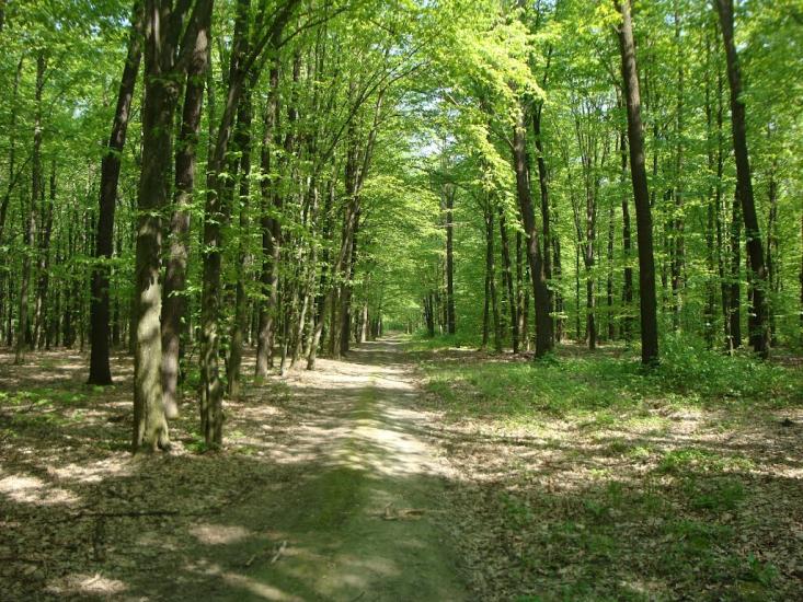 Карпівці з panoramio.com - Карпівці