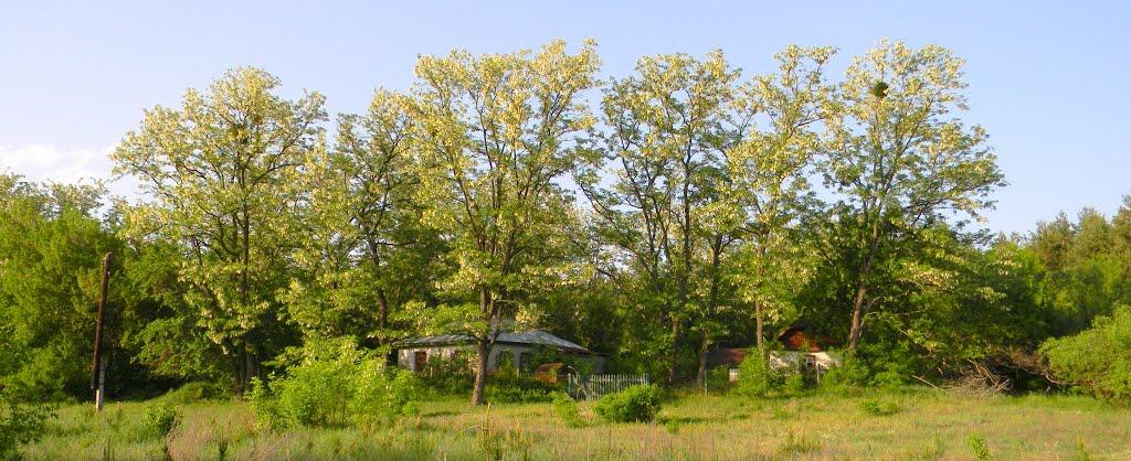 Бірки з panoramio.com - Бирки