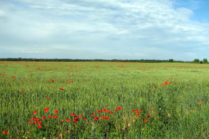 Кринична з panoramio.com - Кринична