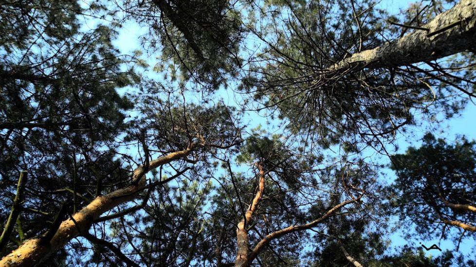 Антонівка з panoramio.com - Antonivka