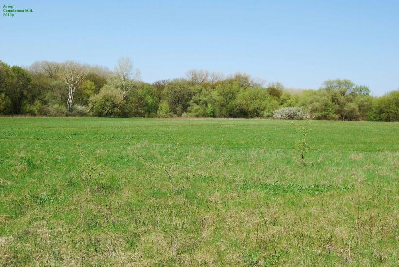 Плавні з panoramio.com - Плавни