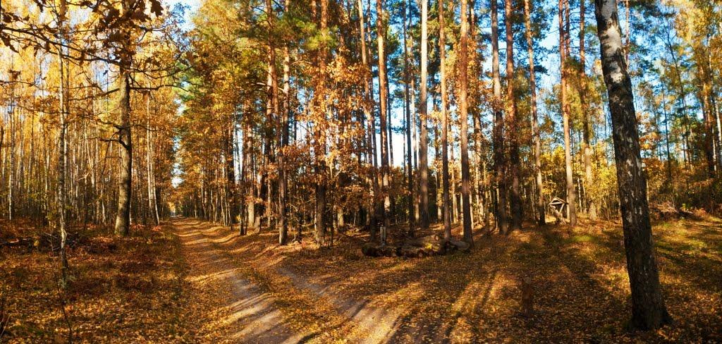 Грибова Рудня з panoramio.com - Грибова Рудня