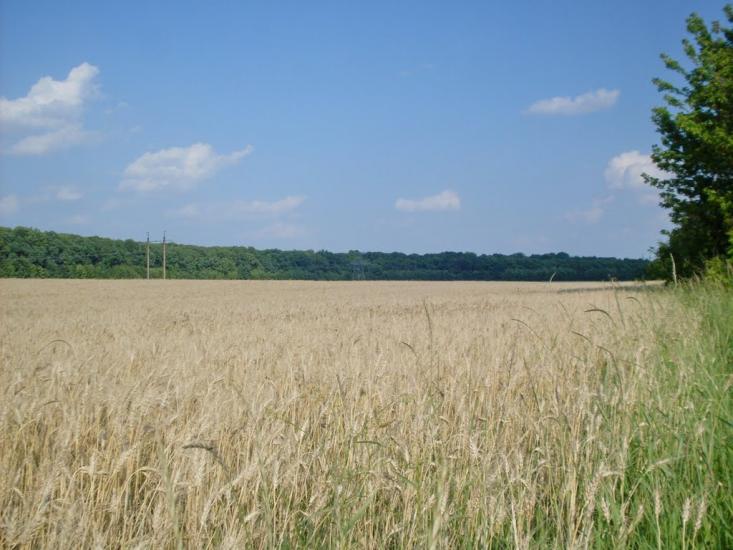 Ладижинське з panoramio.com - Ладижинське