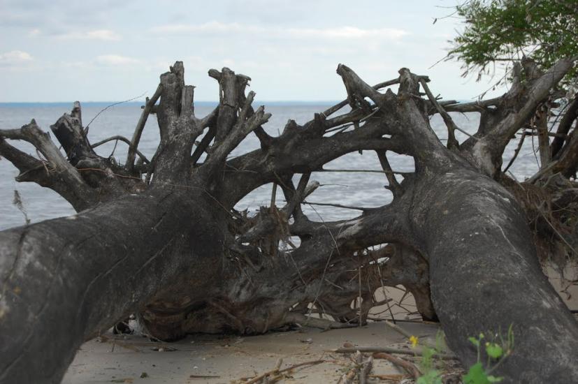 Леськи з panoramio.com - Леськи