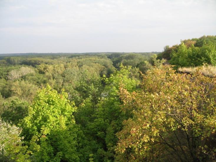 Плавні з panoramio.com - Плавни