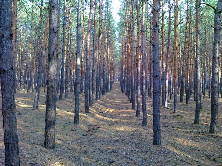 Дронівка з panoramio.com - Дронівка