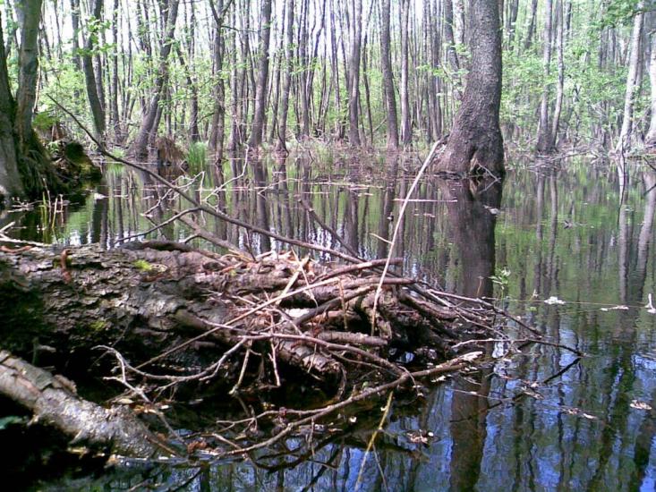 Бірки з panoramio.com - Бирки