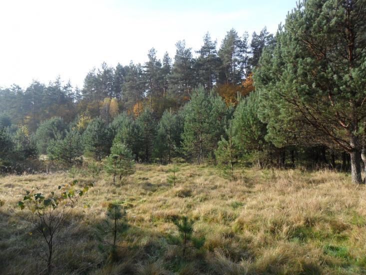 Верещиця з panoramio.com - Верещица