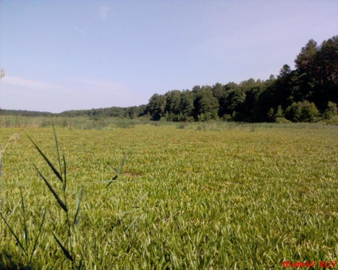 Кушкине з panoramio.com - Кушкино